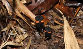 Descoberta na Tailândia nova espécie de planta peculiar de aspeto “diabólico” que não faz fotossíntese