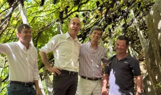 Vindima já supera 2.335 toneladas de uvas com Açores a conhecer sector madeirense