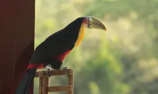 Diogo Amaro: dos touros às telas, e agora a Netflix