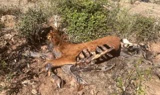 Vaca gestante morta em ataque de lobo no planalto mirandês