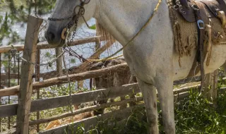 Lusitano recebe Belenenses este domingo no Campo Estrela