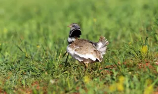 O desaparecimento dos cereais está a silenciar as aves das estepes