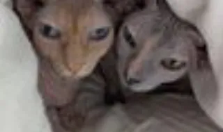 Gatos-esfinge roubados valem recompensa de 500 euros