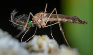 Novo mosquito chega à Europa e consegue sobreviver ao frio