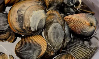 Pesca lúdica de bivalves proibida no troço internacional do rio Minho