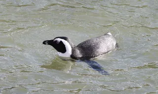 Pinguins feridos usam trajes de cobre durante reabilitação no Chile; entenda como funciona