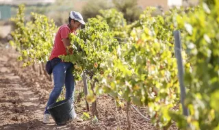 Castellón se queda sin viñedo: pierde una de cada tres hectáreas desde 2015