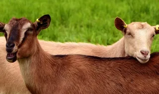 Cabras felizes cuidam da serra do Açor