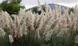 Planta invasora Cortadéria é das mais perigosas e está em mais de 200 municípios