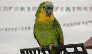 Festival de Observação de Aves em Sagres já tem inscrições abertas