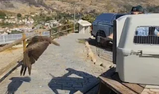 GNR devolveu à natureza um exemplar de Milhafre-preto