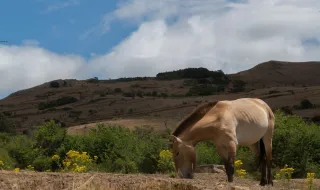 Takhi, o cavalo selvagem que virou símbolo de restauração na Mongólia