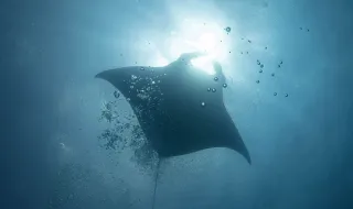 Banho Santo. Manta Rita mantém tradição com 30 anos