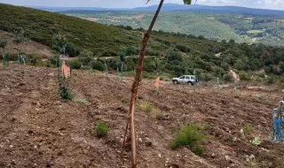 Veados voltam a causar estragos em Cova de Lua