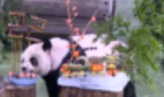 Panda mais velha de Taiwan celebra 22.º aniversário com bolo de gelo em forma de comboio
