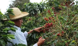 La producción mundial de café se tambalea tras el terremoto de Colombia y la llegada del fenómeno climático de El Niño