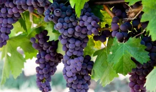 Cerca de 300 uvas foram despejadas na rua na Régua num alerta simbólico para a crise no Douro
