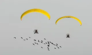 El espectáculo de los ibis guiados por un ultraligero para reforzar su reintroducción en la Península