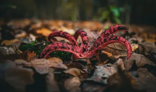 Que espécie é esta: Epitonium clathrus