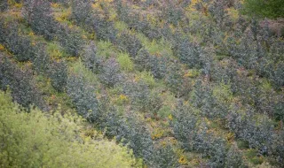 España plantará 3,5 millones de árboles para ayudar a la restauración de la naturaleza a nivel europeo