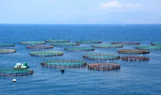 O salmão de aquacultura está a perder ómega-3