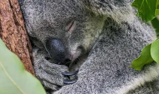 Australianos podem ter a opção de não utilizar algoritmos em redes sociais