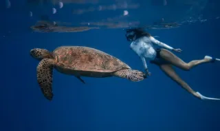 Mulher sobe em tartaruga e ri enquanto animal tenta se locomover na China; veja vídeo