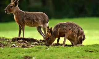 “Erva-das-pampas” é das mais perigosas plantas invasoras e está em mais de 200 municípios
