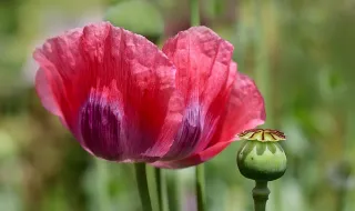 Crítica: Poppy impressiona no visual mas não sustenta show musicalmente
