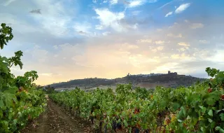 Mais de 20 mil litros de vinho ilegal apreendidos pela ASAE em operação de fiscalização em Gouveia