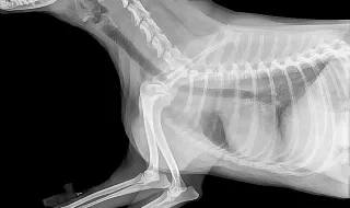 APCOI APRESENTA RADIOGRAFIA NACIONAL SOBRE OS HÁBITOS ALIMENTARES DAS CRIANÇAS NAS ESCOLAS PORTUGUESAS