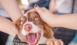Associação Animalife cria plataforma nacional para facilitar acesso a ajuda para animais