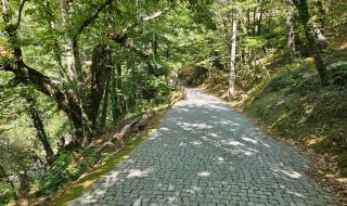 É em Seia que se celebra o Cão da Serra da Estrela