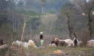 Quem tem medo do lobo? Itália convive com população crescente entre mitos e alarmismos