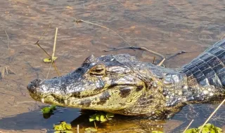 Jacaré filmado em córrego no Vale do Gavião é resgatado pela Defesa Civil