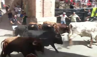 Así ha sido la segunda Entrada de Toros y Caballos de Segorbe 2026