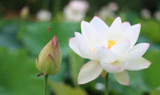 Ao estilo de ‘White Lotus’. O refúgio criado numa ilha para quem está “farto das Maldivas”
