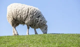 Ataque atribuído a lobo ibérico mata oito animais em Vieira do Minho
