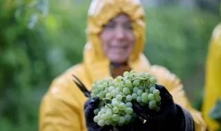 Melgaço: à chuva também se faz a vindima, com direito a lanche, vinho e convívio