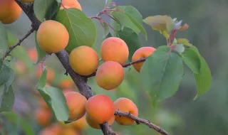 Impacto da agricultura regenerativa nas explorações agrícolas