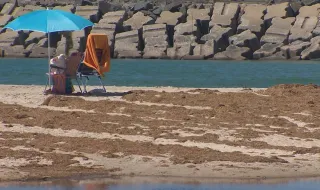 Alga japonesa invade costa de Sines e ameaça ecossistemas marinhos