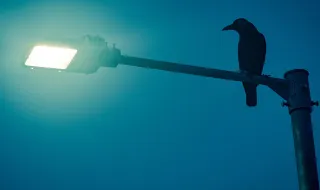 Aves tornam-se noctívagas devido à poluição luminosa