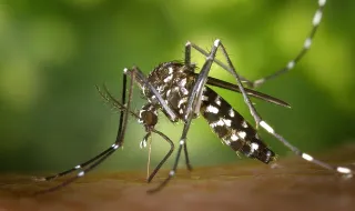 Mosquito transmissor do dengue e zika detetado em Castelo Branco