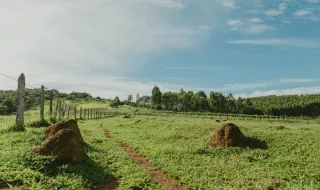 Autarquia instala 152 armadilhas para controlo de insetos escolitídeos