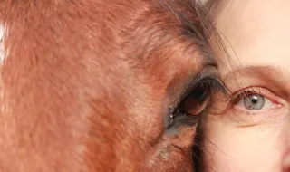 Cavalo protege tutora durante terramoto na Venezuela?