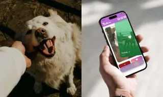 App portuguesa para adoção de animais é um “museu digital de patudos” à moda do Tinder