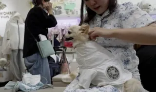 Casacos com ventoinhas ajudam cães e gatos a enfrentar as temperaturas elevadas no Japão