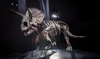 Ter um dinossauro em casa? Em Moscovo, este novo luxo é moda e já tem preço (acessível a poucas carteiras)