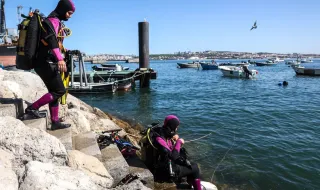 Das compras ao rio, carrinhos de supermercado são nova casa de cavalos-marinhos no Tejo
